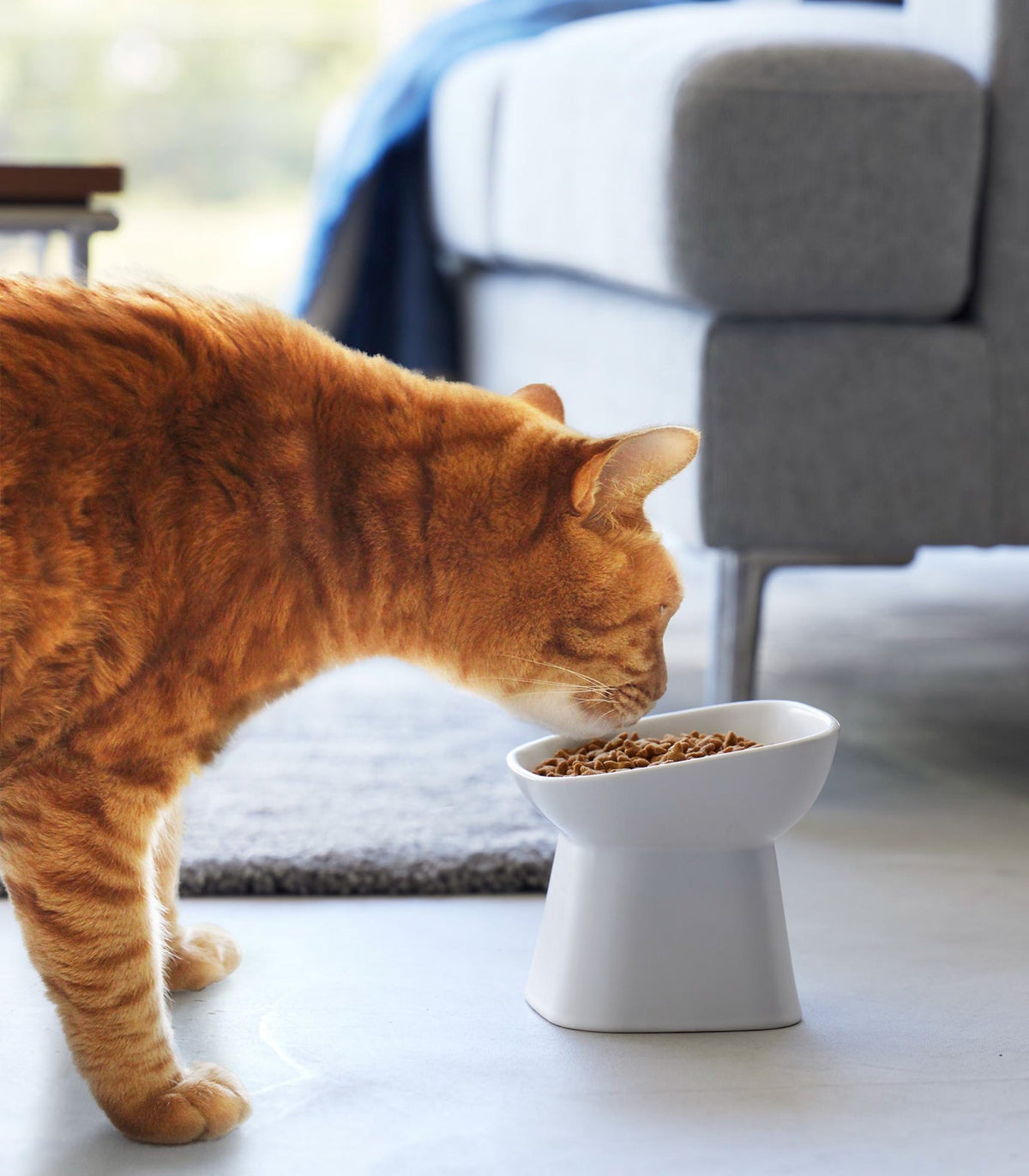 Tilted Pet Food Bowl